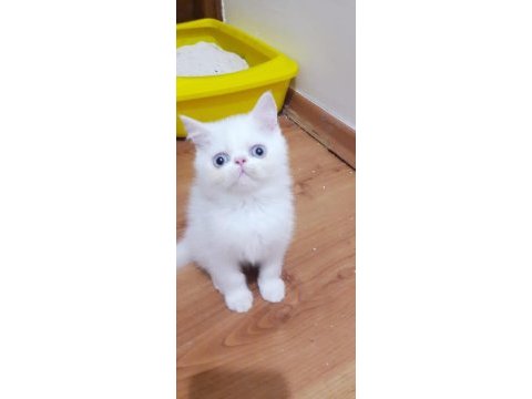 Exotıc yavrularım