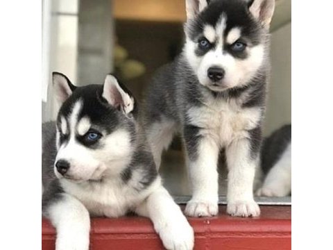 Husky sibirya yavruları