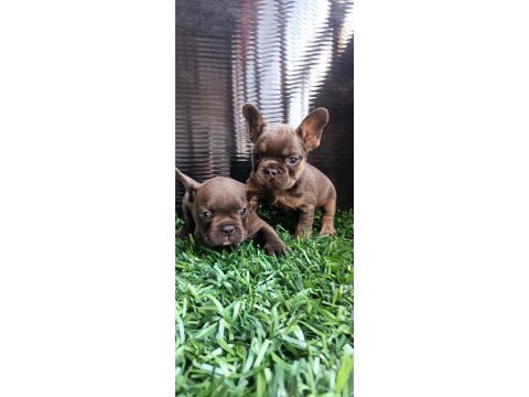 Egzotik french bulldog bebekler