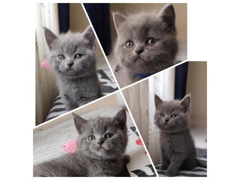 Bizde geldik - british shorthair kediler