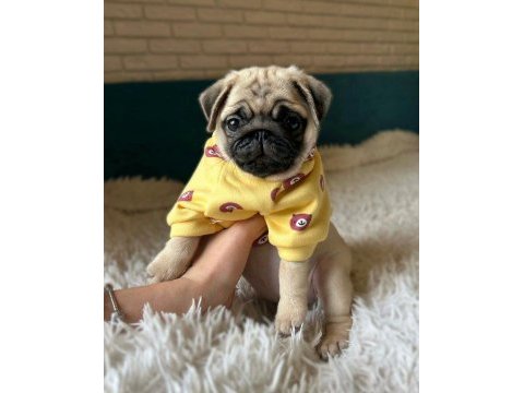 Üst kalite pug dişi