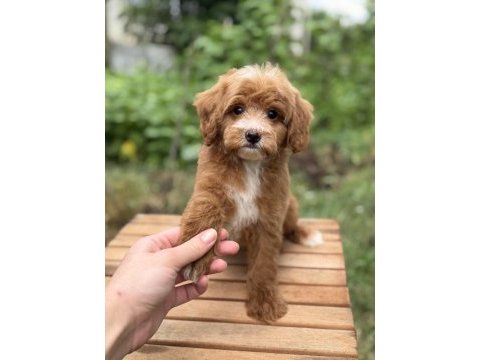 Party colour erkek üst düzey maltipoo