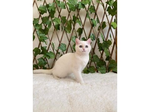 Golden ny1233 dişi british shorthair