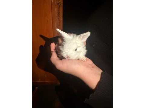 Mini lop tavşanı yavruları