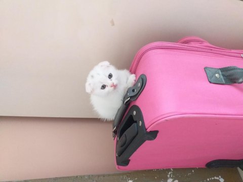 Beyaz scottish fold yavrular