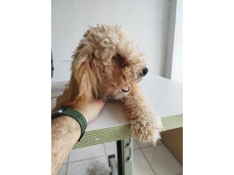 Aprikot dişi 8 aylık poodle