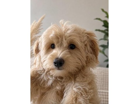 Minik maltipoo oğlum