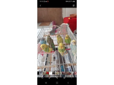 Sağlıklı ev muhabbet kuşları