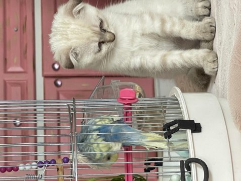 Scottish fold kedisi