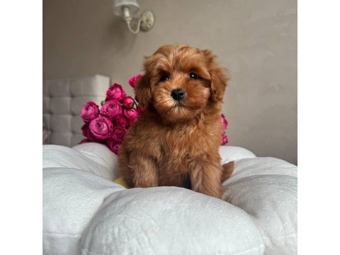 Maltipoo red yavrumuz