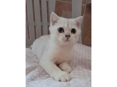 British shorthair erkek