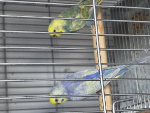 Rainbow çift takım muhabbebt kuşu yumurtlamaya hazır