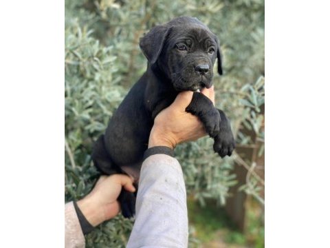 Safkan cane corso