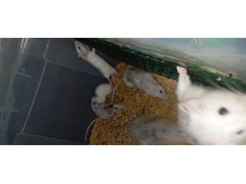 Yavru ratlar
