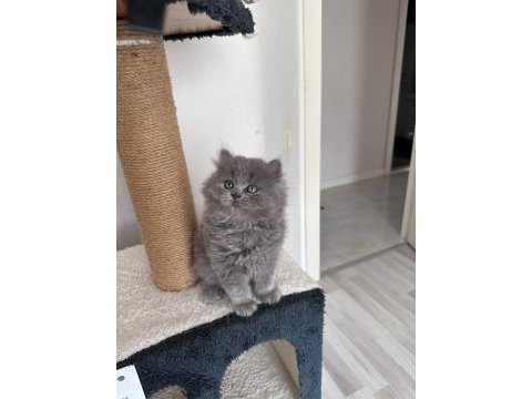 Scottish fold long hair yavrularım