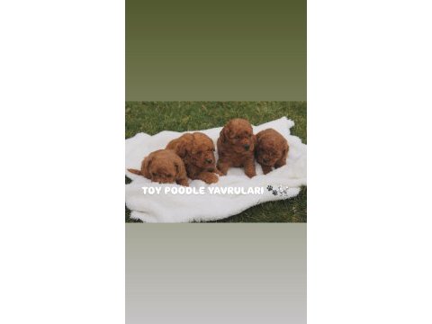 Üst kalite toy poodle yavruları