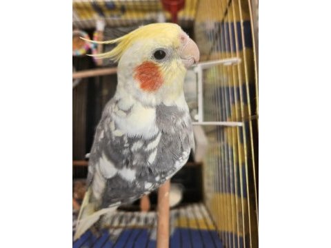 6 aylık sultan papağanı kafesi ile beraber