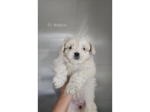 Maltese terrier minik köpekler
