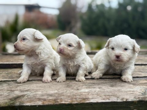 Maltese terrier bebek