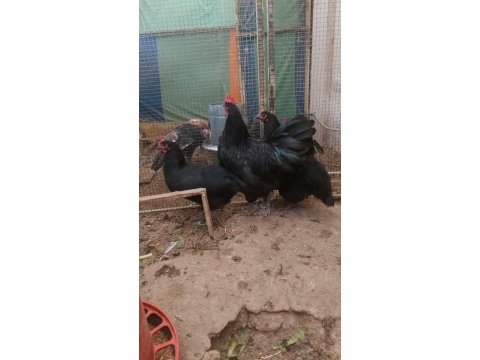 Alman uzun kuyruk astrolop tavuklar