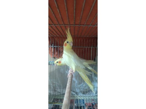 Lutino kırmızı göz ve white face sultan papağanı