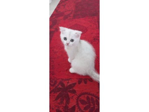 Scottish fold oğlumuza yuva arıyoruz