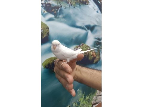 Yavru muhabbet kuşu