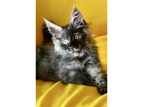 Kalitenin adresi big claw maine coon