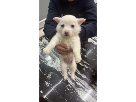 Pomeranian yavru 2 aylık