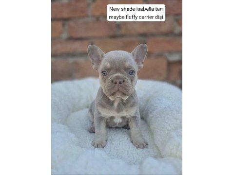 Rope french bulldog