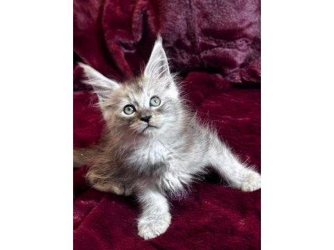 Türkiyenin tek tescilli şampiyonundan maine coon