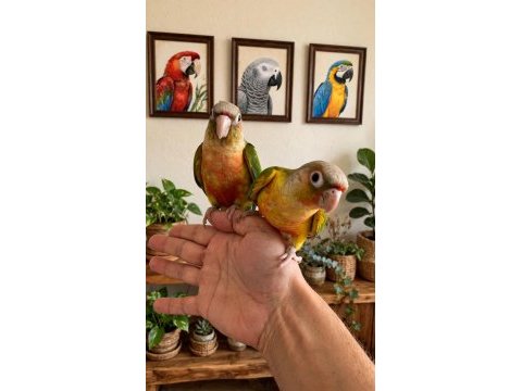 Pineaple hıgh red conure bebek
