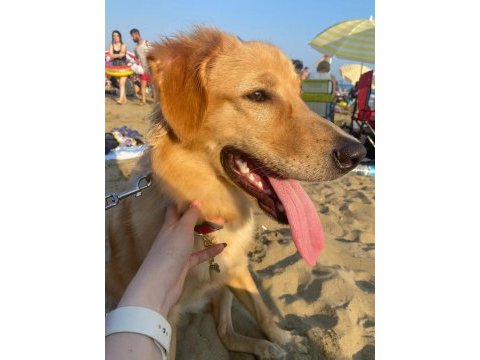 Golden retriever bebek