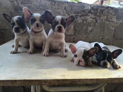 Kaliteli ve özel renkli french bulldog yavrular