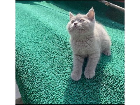 Nadir güzellikte british shorthair