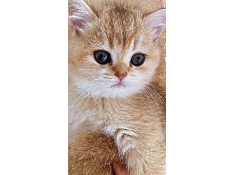 British shorthair golden