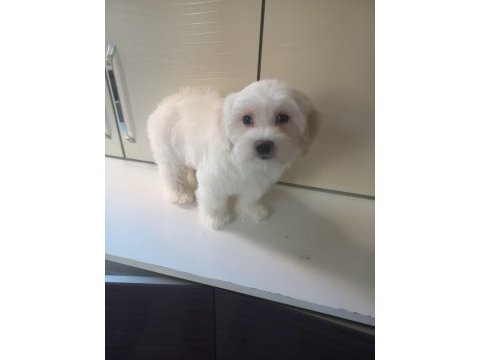 Safkan maltese yavrular