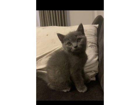 British shorthair yavrular
