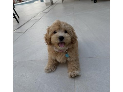 Tr nin en özel maltipoo yavruları