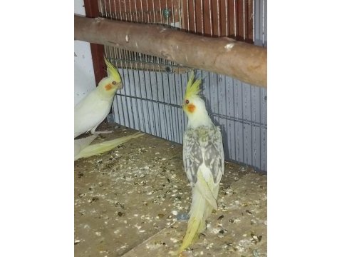 Adıma bilezikli sultan papağanı yavrular ve takımlar