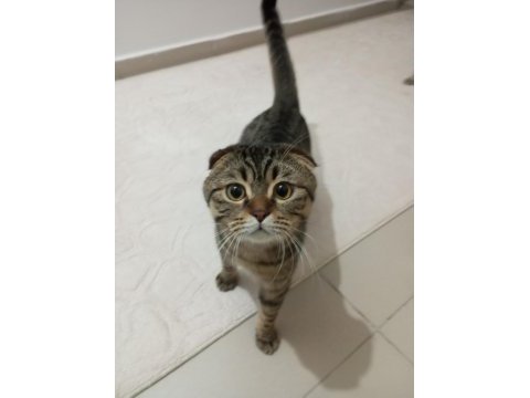 Scottish fold oğlum badem