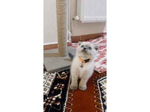 Scottish fold blue point