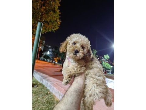 Akıllı bir kız çocuğu poodle