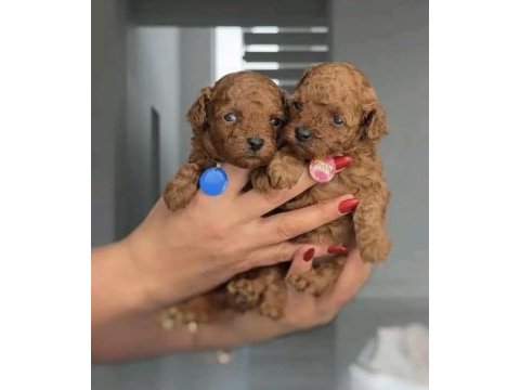 Toy poodle safkan her renk boyut mevcut