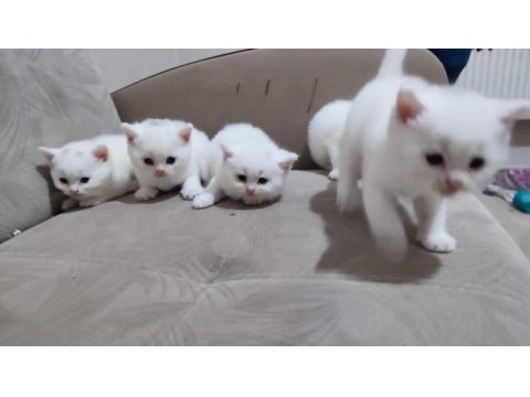42 günlük dişi ve erkek çocuklarımıza yuva arıyoruz