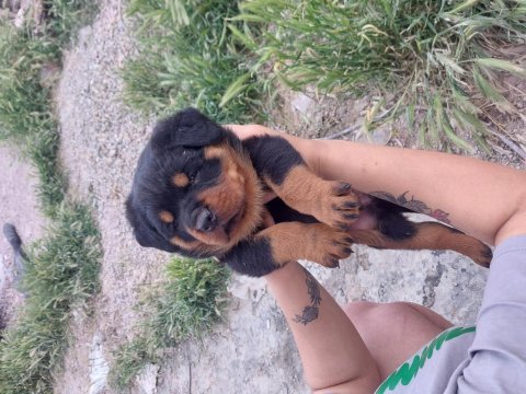 Macar koca kafa rottweiler yavruları