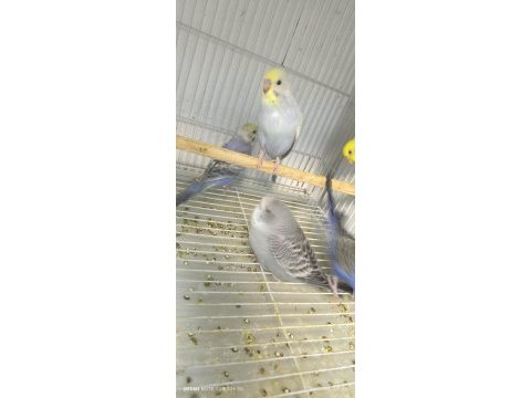 Eğitmelik yavru muhabbet kuşları