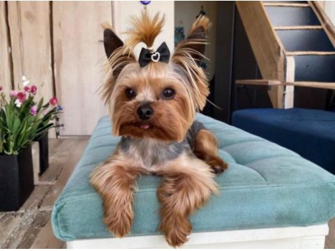 Orjinal teacup erkek yorkshire terrier 1800gr
