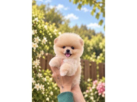 Gülen yüz ayıcık pomeranian boo