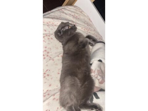 Ücretsiz scottish fold kızımız